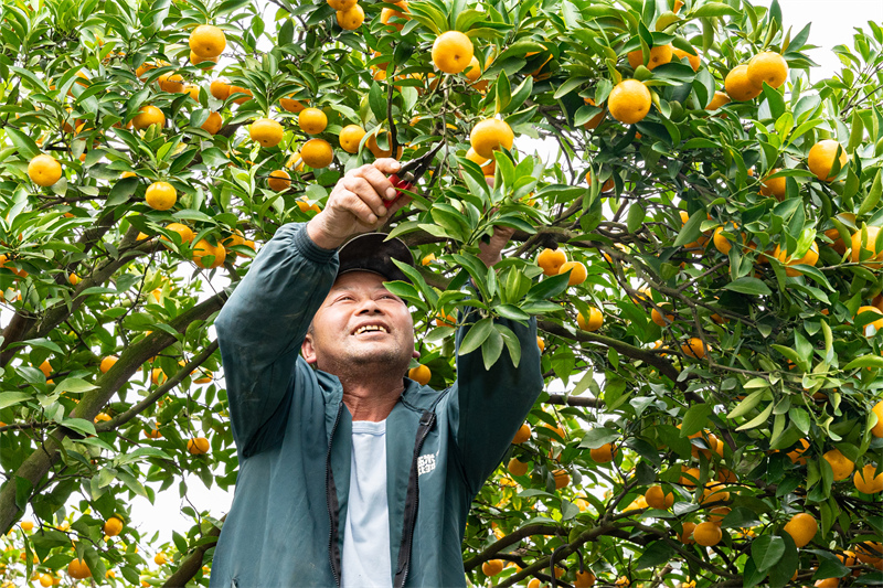 Zhejiang : une récolte abondante de mandarines de Huangyan à Taizhou