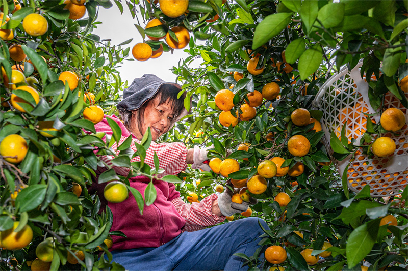 Zhejiang : une récolte abondante de mandarines de Huangyan à Taizhou