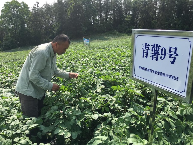 La Chine et le Pérou unissent leurs forces dans la sélection et la production de pommes de terre