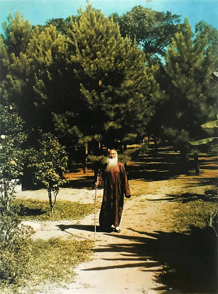 Zhang Daqian se promène dans les forêts de pins du jardin de Ba De au Brésil. (Photo/Wang Zhiyi)