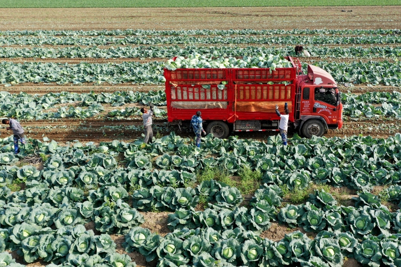 Shandong : une récolte de légumes d'hiver chargée à Gaomi