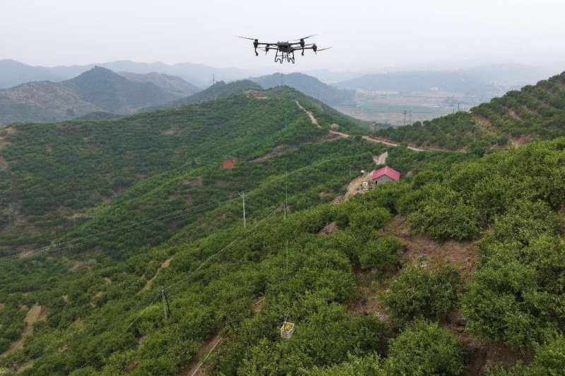 Un drone transporte des oranges cueillies sur la montagne dans le comté de Nanzhang, à Xiangyang, dans la province du Hubei (centre de la Chine), le 13 octobre 2024. (Yang Dong / Pic.people.com.cn)