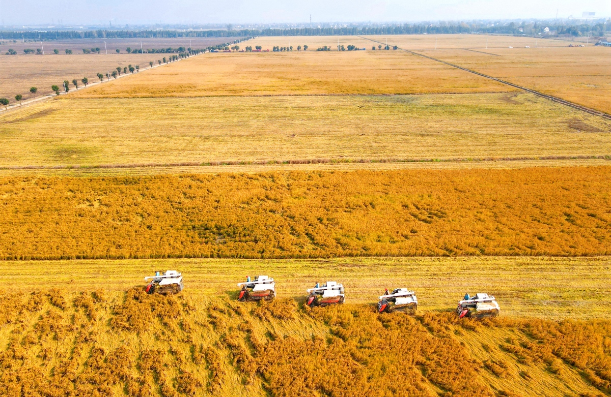 Jiangsu : la récolte du riz à Rugao