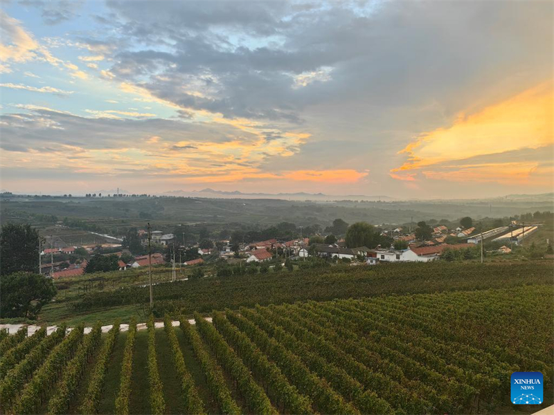 Shandong : comment des vignobles haut de gamme ont transformé un village de montagne chinois