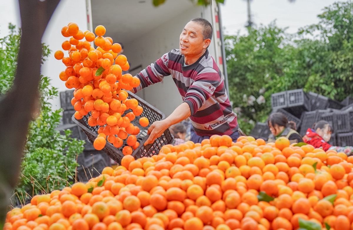 Sichuan : une riche récolte d'oranges sucrées à Meishan