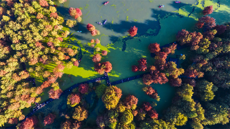 Zhejiang : la forêt aquatique colorée du lac Qingshan à Hangzhou