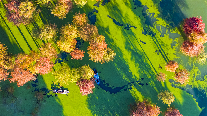 Zhejiang : la forêt aquatique colorée du lac Qingshan à Hangzhou