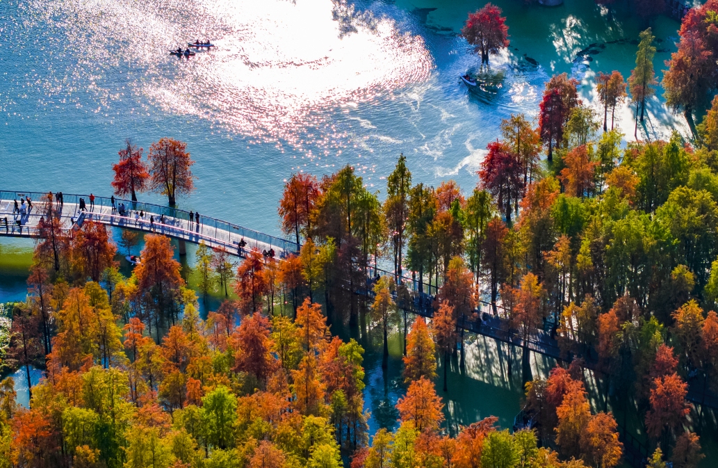 Zhejiang : la forêt aquatique colorée du lac Qingshan à Hangzhou