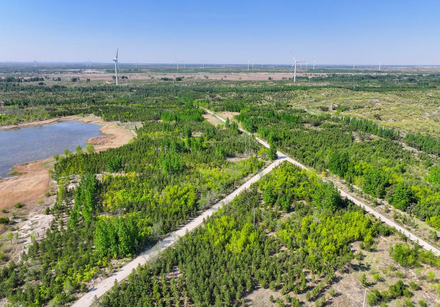 Photo aérienne prise par drone le 15 mai 2024 montrant des semis d'arbres plantés dans une zone de reboisement dans la terre sablonneuse de Horqin, dans la ville de Tongliao, dans la région autonome de Mongolie intérieure (nord de la Chine). (Photo / Xinhua)