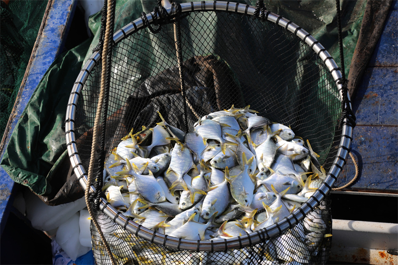 Hainan : une récolte abondante d'aquaculture en cages en eau profonde à Sanya