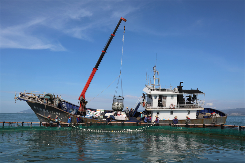 Hainan : une récolte abondante d'aquaculture en cages en eau profonde à Sanya