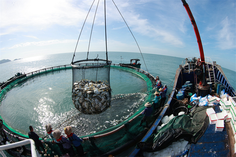 Hainan : une récolte abondante d'aquaculture en cages en eau profonde à Sanya