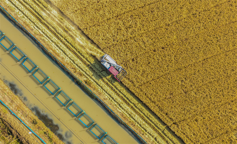 Jiangsu : la culture en parallèle de riz et de crabes donne une récolte abondante à Sihong