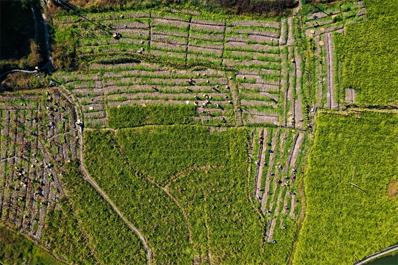 Guangxi : l'industrie spéciale du gingembre aide les agriculteurs de Mengshan à augmenter leurs revenus