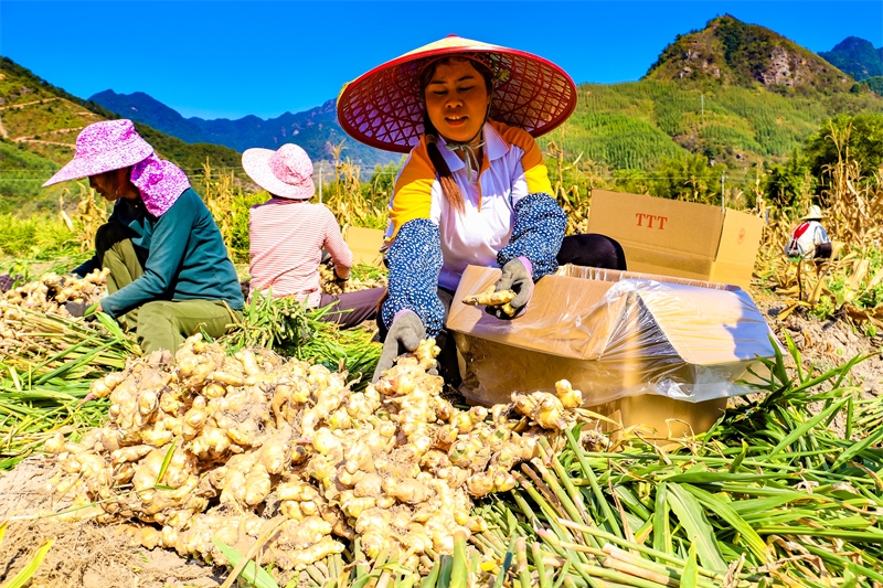 Guangxi : l'industrie spéciale du gingembre aide les agriculteurs de Mengshan à augmenter leurs revenus