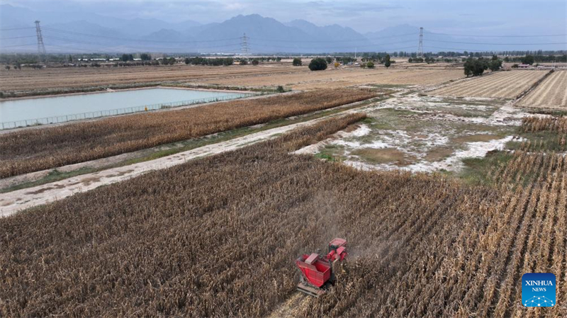 Ningxia : un professeur d'université engagé dans la transformation des terres salines-alcalines en terres arables