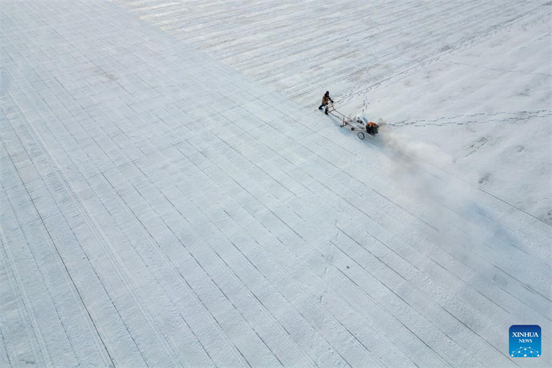 Heilongjiang : la saison de collecte de glace a commencé à Harbin