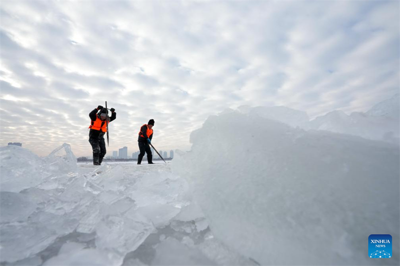 Heilongjiang : la saison de collecte de glace a commencé à Harbin