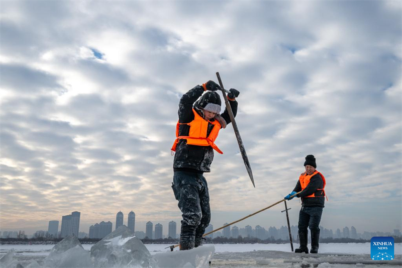 Heilongjiang : la saison de collecte de glace a commencé à Harbin