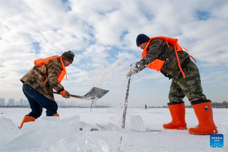 Heilongjiang : la saison de collecte de glace a commencé à Harbin