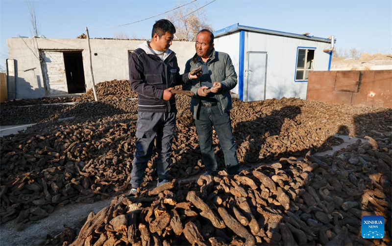 Xinjiang : comment un projet de contrôle du désert au Xinjiang améliore la vie des agriculteurs