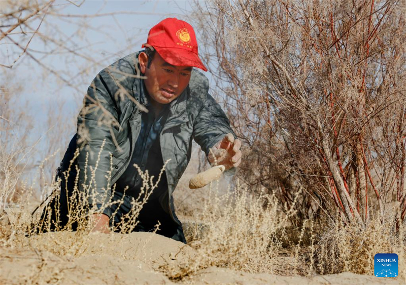 Memet Metseyit extrait de la cistanche séchée du terrain sablonneux qu'il a obtenu par contrat dans le comté de Minfeng de la région autonome ouïgoure du Xinjiang (nord-ouest de la Chine), le 4 décembre 2024. (Photo / Xinhua)