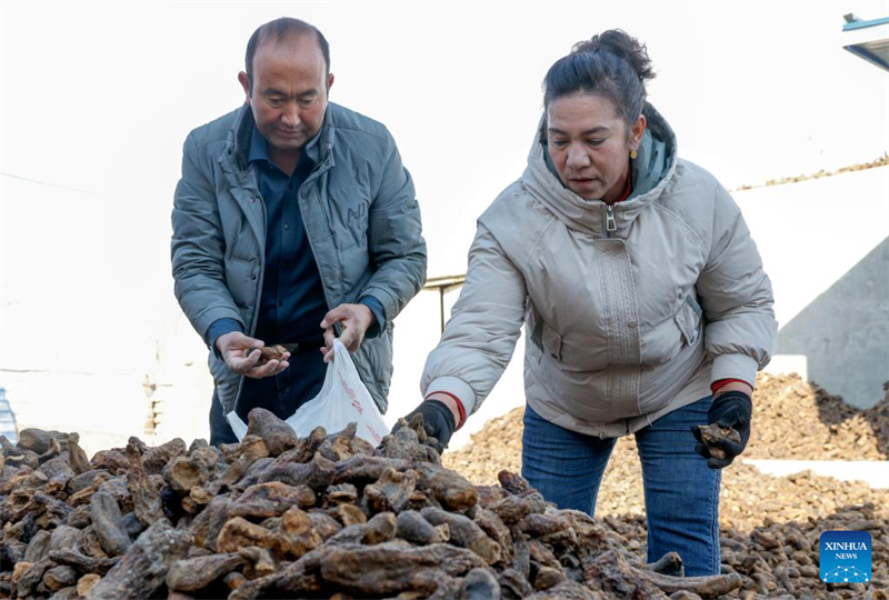 Xinjiang : comment un projet de contrôle du désert au Xinjiang améliore la vie des agriculteurs