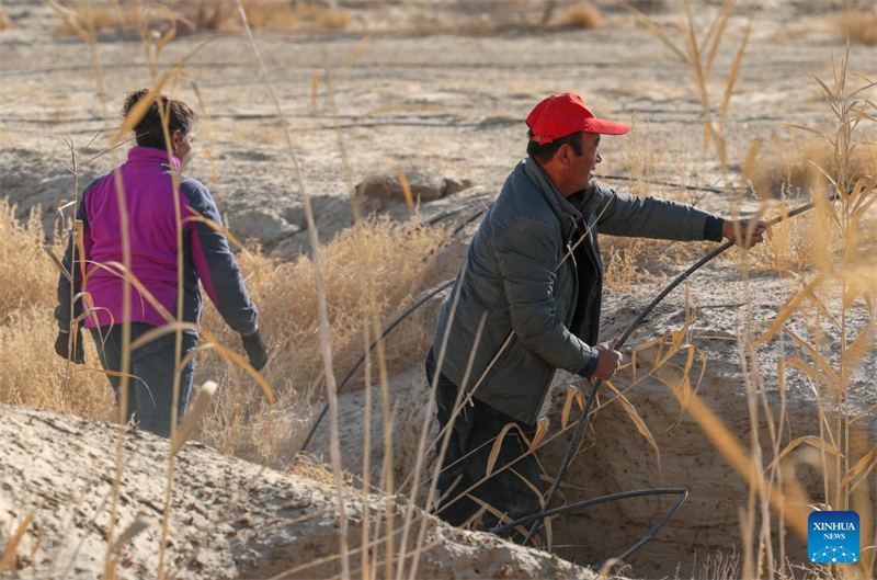 Xinjiang : comment un projet de contrôle du désert au Xinjiang améliore la vie des agriculteurs