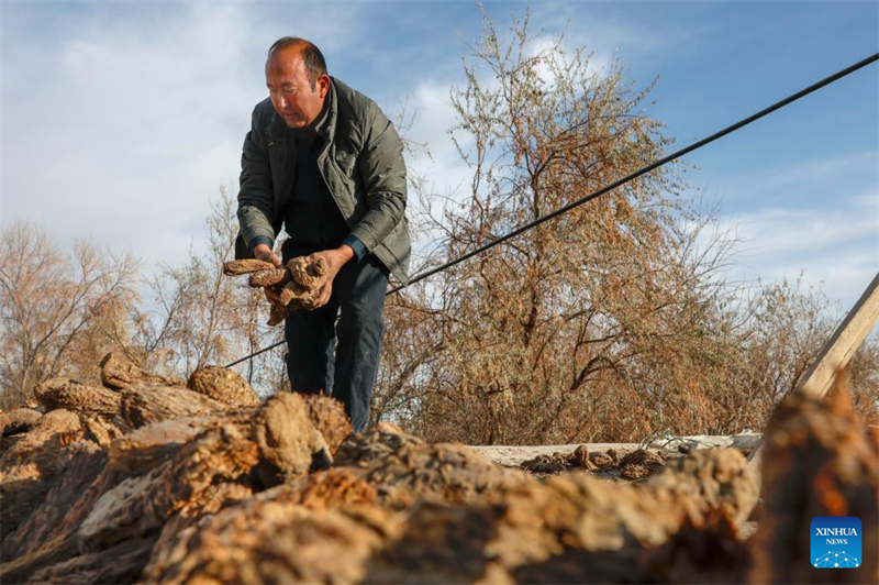 Xinjiang : comment un projet de contrôle du désert au Xinjiang améliore la vie des agriculteurs