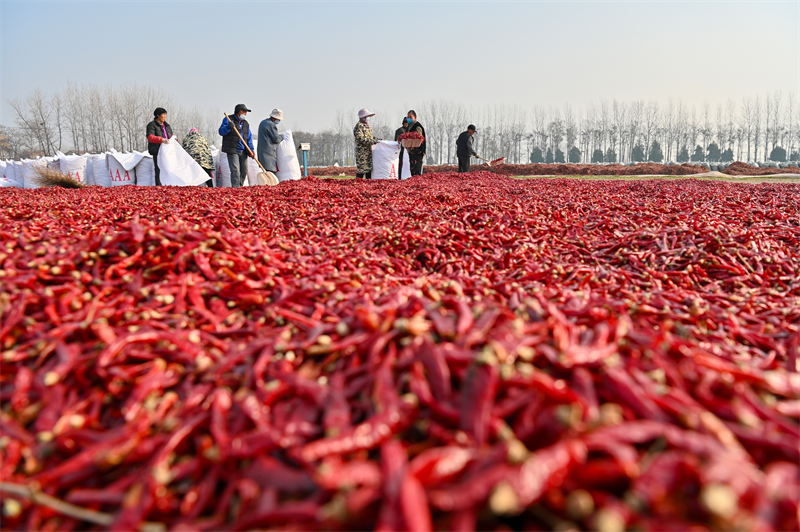 Anhui : l'emballage des commandes de piments à Bozhou