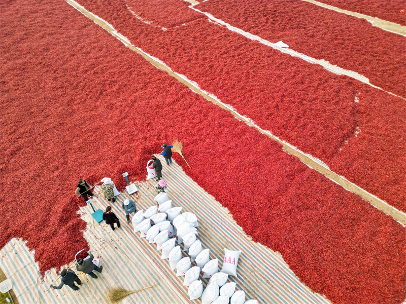 Anhui : l'emballage des commandes de piments à Bozhou