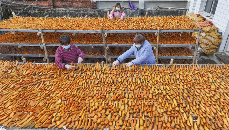 Hebei : la transformation des patates douces de montagne contribue à augmenter les revenus à Zunhua