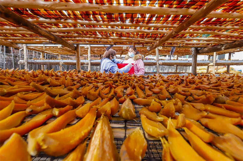 Hebei : la transformation des patates douces de montagne contribue à augmenter les revenus à Zunhua