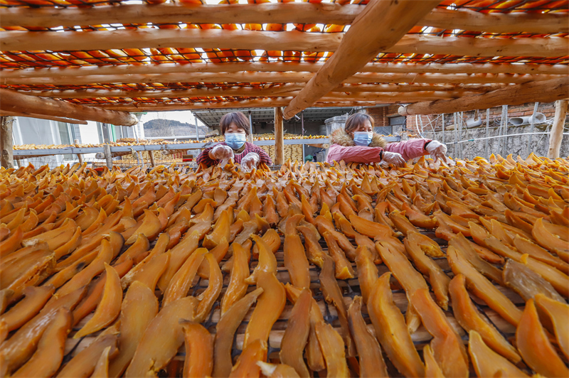 Hebei : la transformation des patates douces de montagne contribue à augmenter les revenus à Zunhua