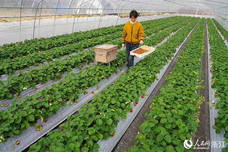 Zhejiang : une cueillette de fraises chargée à Ningbo