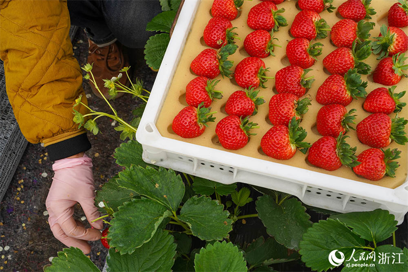 Zhejiang : une cueillette de fraises chargée à Ningbo