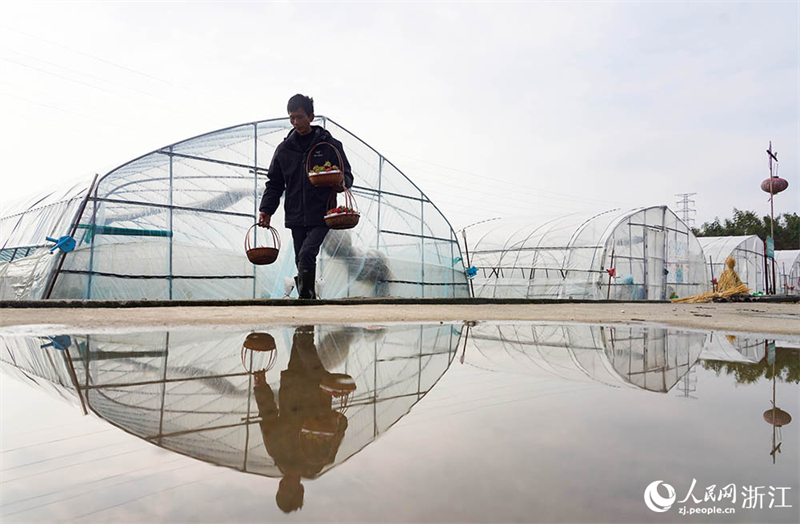 Zhejiang : une cueillette de fraises chargée à Ningbo