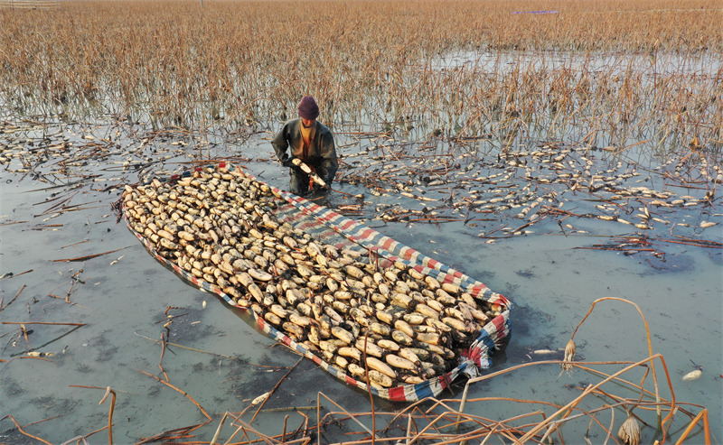 Anhui : la récolte et l'excavation de racines de lotus à Mengcheng pour approvisionner le marché