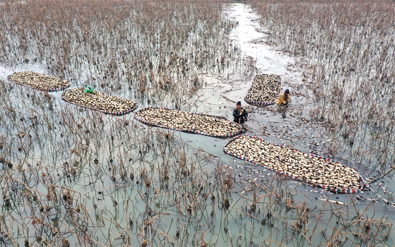 Anhui : la récolte et l'excavation de racines de lotus à Mengcheng pour approvisionner le marché