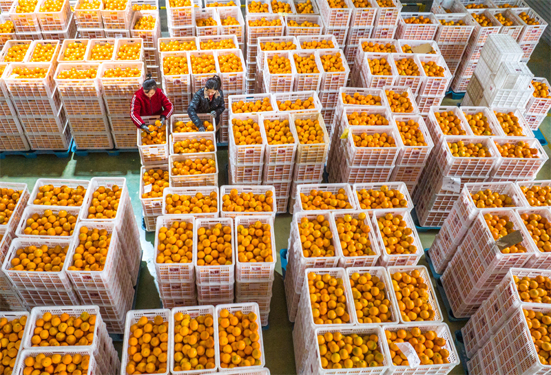 Hubei : les exportations d'oranges fraîches de Zigui battent leur plein