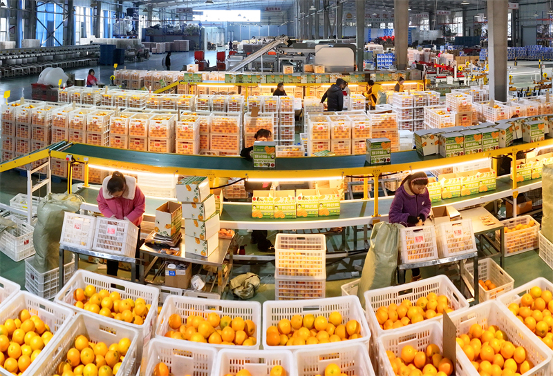 Hubei : les exportations d'oranges fraîches de Zigui battent leur plein