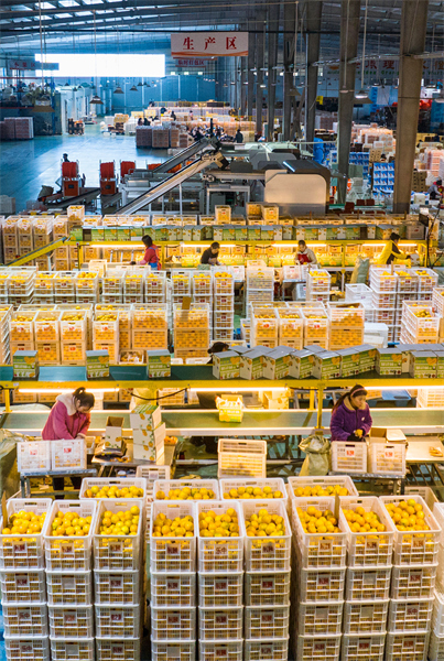 Hubei : les exportations d'oranges fraîches de Zigui battent leur plein