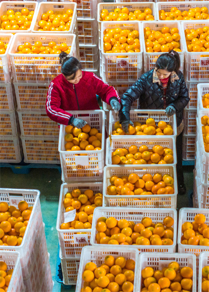 Hubei : les exportations d'oranges fraîches de Zigui battent leur plein