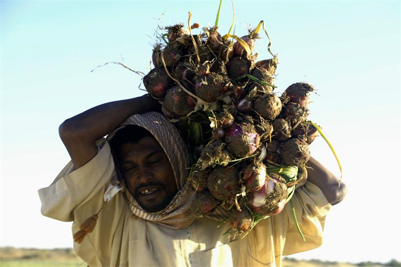 Soudan : récolte des oignons à Dongola