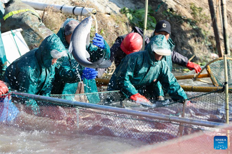 Zhejiang : une saison de pêche d'hiver fructueuse dans le village de Dongheng