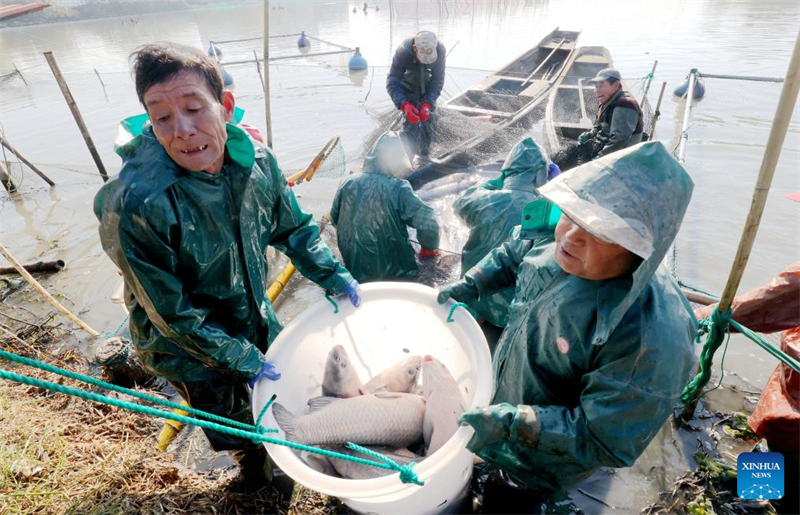 Zhejiang : une saison de pêche d'hiver fructueuse dans le village de Dongheng