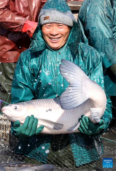 Zhejiang : une saison de pêche d'hiver fructueuse dans le village de Dongheng