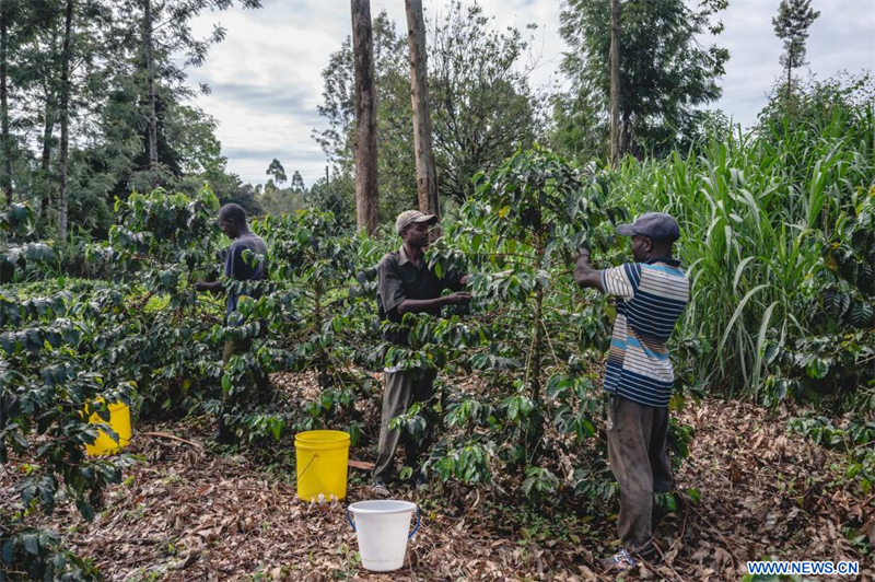 Le café, une ressource vitale dans le centre du Kenya