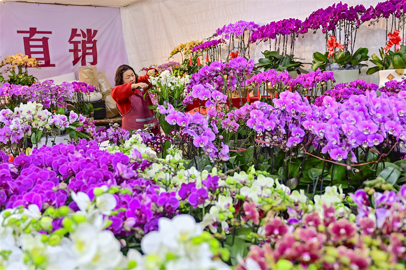 Shandong : à l'approche du Nouvel An, les ventes de fleurs battent leur plein à Qingzhou