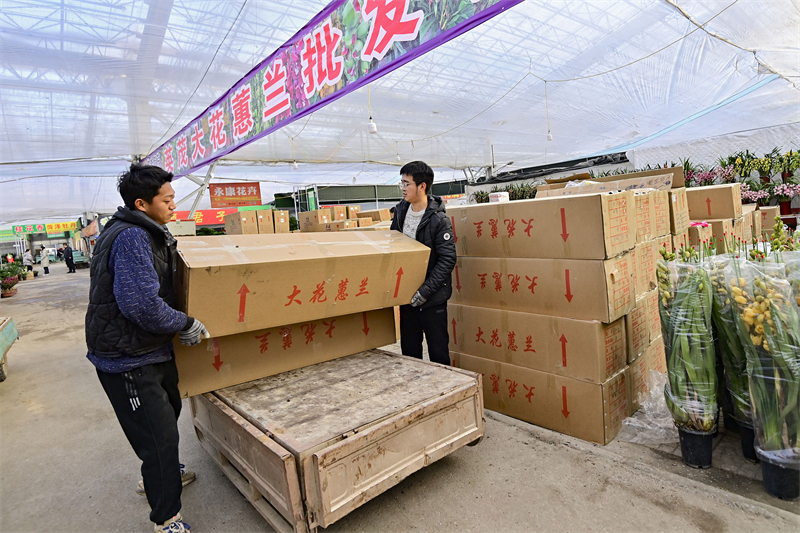 Shandong : à l'approche du Nouvel An, les ventes de fleurs battent leur plein à Qingzhou